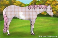 Horse Color:Watercolor Plaid  White Spotted Buckskin Dun 