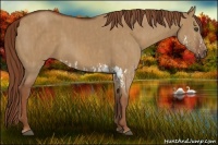 Horse Color:Red Dun Splash  Brindle