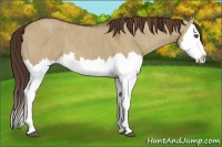 Horse Color:Liver Red Dun Splash  Brindle
