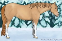 Horse Color:Gold Champagne Tobiano 