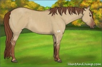 Horse Color:Red Dun  Brindle