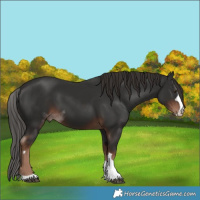 Horse Color:Liver Chestnut  Brindle