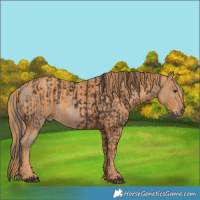 Horse Color:Liver Chestnut  Brindle