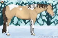 Horse Color:Amber Cream Champagne Tobiano