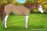 Horse Color:Red Dun Splash  Brindle
