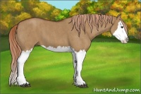 Horse Color:Red Dun Splash Brindle