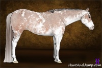 Horse Color:Bay Sabino Appaloosa Rabicano 