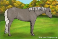 Horse Color:Silver Smoky Black 