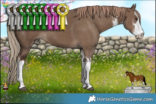 Horse Color:White Spotted Liver Red Dun Rabicano  Brindle