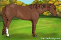 Horse Color:Chestnut 