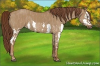Horse Color:Red Dun Splash  Brindle