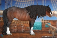 Horse Color:Brown Rabicano 