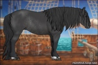 Horse Color:Black Rabicano 