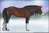 Horse Color:Brown Sabino Splash