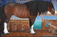 Horse Color:Bay Rabicano