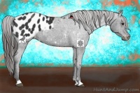 Horse Color:Black Appaloosa 