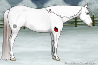 Horse Color:Grullo Near Leopard 