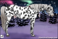 Horse Color:Smoky Black Near Leopard