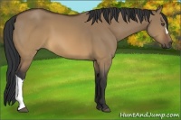 Horse Color:Brown Dun 