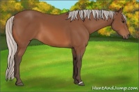 Horse Color:Silver Bay 