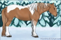 Horse Color:Chestnut Tobiano