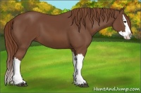 Horse Color:Chestnut Splash 