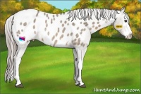 Horse Color:Chocolate Palomino Roan Splash Appaloosa 
