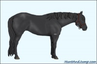 Horse Color:Black Frame