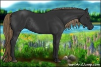 Horse Color:Liver Chestnut Rabicano