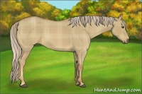Horse Color:Plaid  Palomino Roan Dun 