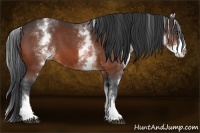 Horse Color:White Spotted Bay 