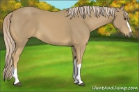 Horse Color:Palomino