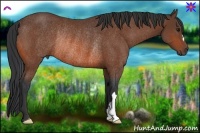 Horse Color:Bay Rabicano