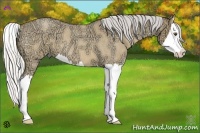 Horse Color:Silver Buckskin Ice Roan Dun Splash 