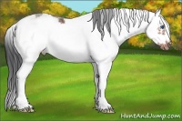 Horse Color:Bay Sabino Frame