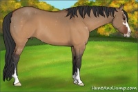 Horse Color:Brown Dun Sabino