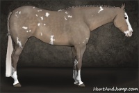 Horse Color:White Spotted Silver Grullo Splash 