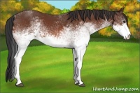 Horse Color:White Spotted Bay