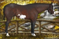 Horse Color:Bay Frame