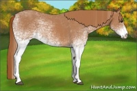 Horse Color:White Spotted Chestnut