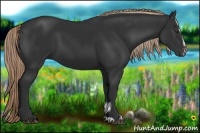 Horse Color:Liver Chestnut Sabino