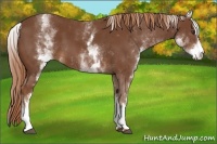 Horse Color:White Spotted Chestnut Sabino