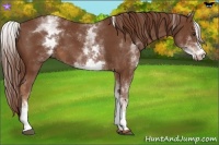 Horse Color:White Spotted Chestnut Sabino