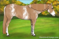 Horse Color:White Spotted Chestnut