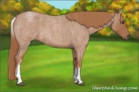 Horse Color:White Spotted Red Roan 