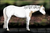 Horse Color:Palomino Splash Tobiano Frame Rabicano