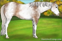 Horse Color:White Spotted Silver Brown Splash