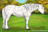Horse Color:Silver Bay Sabino Splash Appaloosa