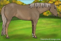 Horse Color:Chocolate Palomino 