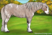 Horse Color:Silver Bay Ice Roan Splash 